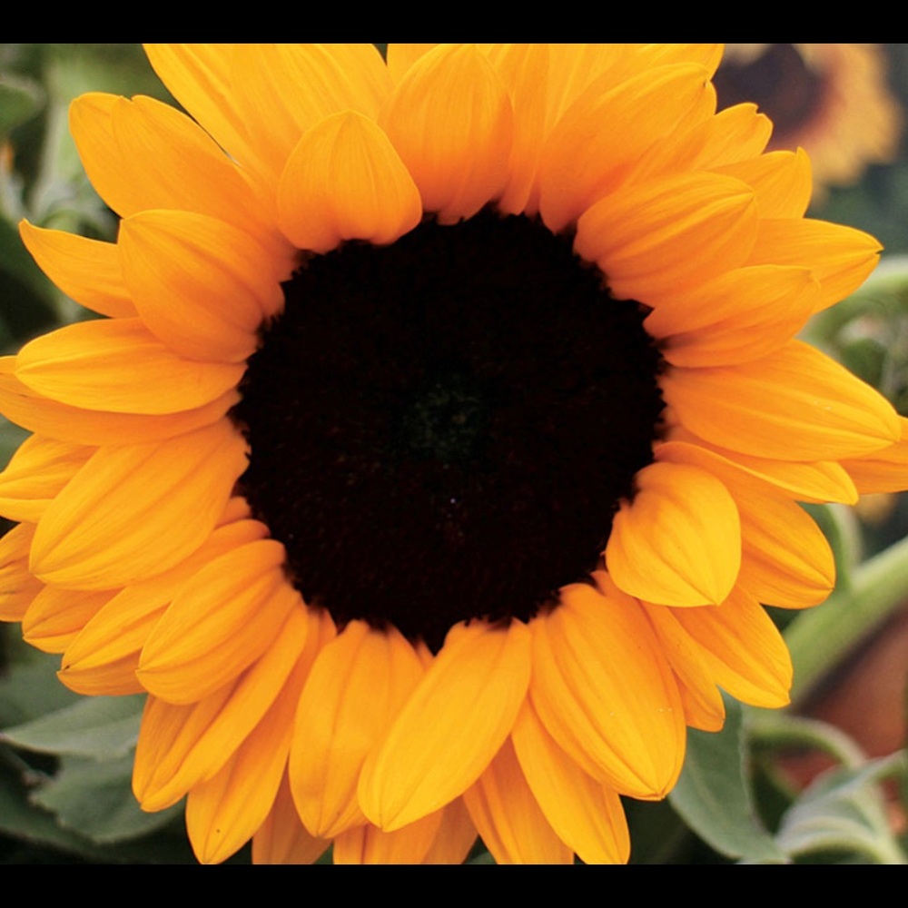 Meet your Posher, Gigi